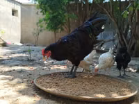Australorp — foto 2