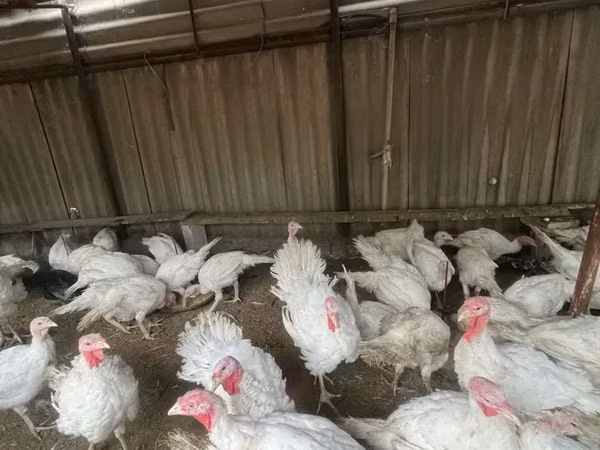 Turkeys — Armênia