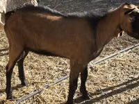 Bode, Alpine goat — foto 1