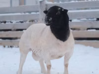 ஆண் ஆடு, Dorper sheep — புகைப்படம் 1