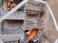 Chickens — फ़ोटो 1