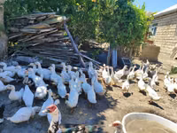 Ducks — foto 1
