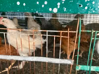 Chickens — foto 4