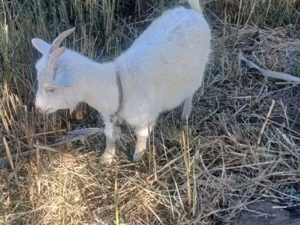 Echki, Saanen goat