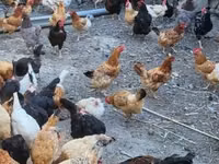 Chickens — Foto 1