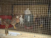 Chickens — foto 3