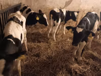 Bull, Russian Black pied cattle — photo 1