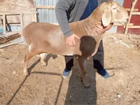 Bélier, Rhon sheep — photo 2