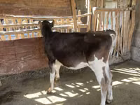 母牛, Cattle — 照片 6