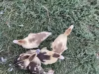 Ducks — photo 2