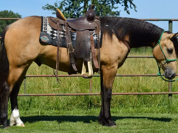 حصان, Gypsy horse