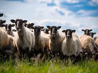 ვერძი, Romanov sheep — ფოტო 2