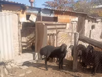 Koç, Ordabasy sheep — foto 1
