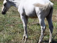 فرس, Quarter Horse — الصورة 3