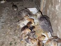 Chickens — Foto 1