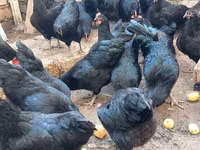 Australian Pit Game fowl — Foto 1
