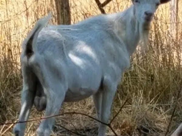 Echki, Echkilar