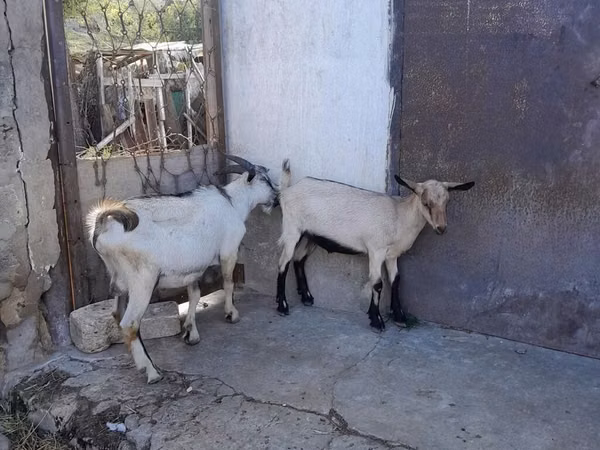 Boucs, Saanen goat
