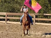 Aygır, Quarter Horse — foto 5