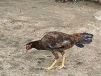 Chickens — Foto 3