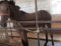 فرس, Thoroughbred horse — الصورة 3