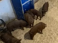 Domuzlar (parti, cinsiyet belirtilmedi) — foto 3