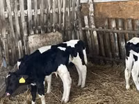 Boğa, Russian Black pied cattle — foto 5
