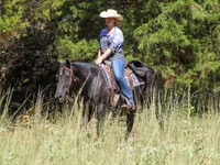 Бие, Quarter Horse — 8-сурет