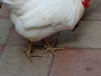 Australorp — foto 7