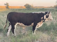 Buqa, Qozog'iston oq boshli sigir — 3-rasm