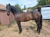 घोड़ा, Nonius horse — फ़ोटो 1