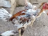 Chickens — Foto 3