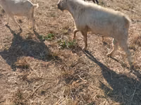 Kozioł, Nubian Goat — zdjęcie 1
