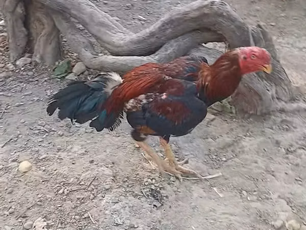 Chickens — Ozarbayjon