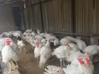Turkeys — 写真 2