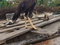 Guinea fowl — الصورة 2