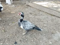domácí kachna pižmová — foto 1
