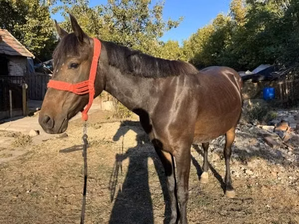 母马, Friesian