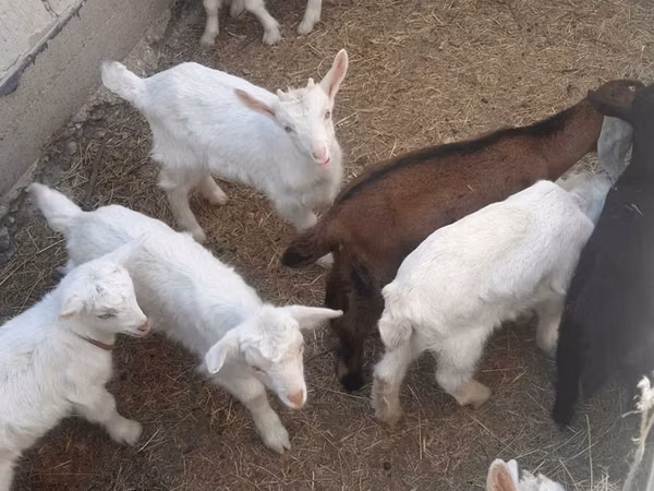 ஆண் வெள்ளாடு, Saanen goat