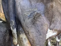 ძროხა, Swiss cattle — ფოტო 3