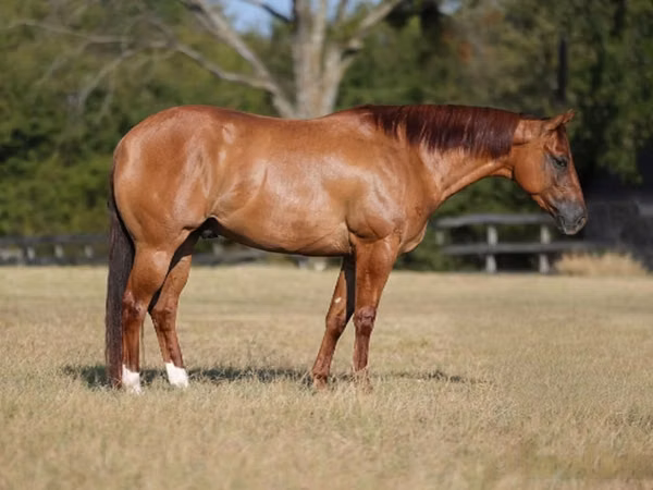 Koń, Quarter Horse