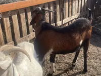 ஆண் வெள்ளாடு, Nubian Goat — புகைப்படம் 1