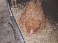 Chickens — photo 2