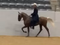 Kůň, Rocky Mountain Horse — foto 5