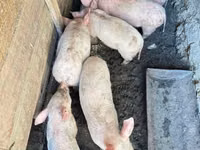 Boar, Pigs — photo 1