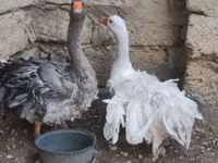 Geese — foto 2