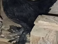 Тооктор — сүрөт 4