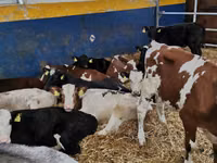 Taureau, Simmental cattle — photo 1