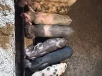 Eber, Schweine — Foto 2