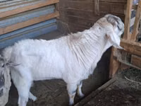 ஆண் வெள்ளாடு, Beetal goats — புகைப்படம் 4